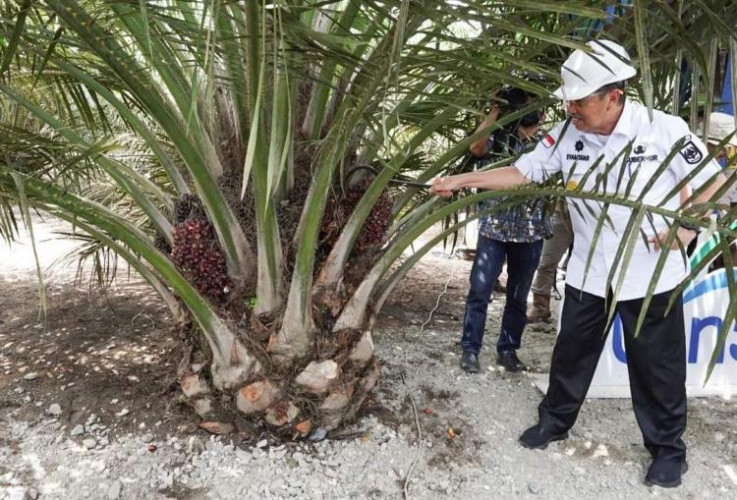 Gubri Syamsuar Minta Kesejahteraan Petani Sawit Perlu Diperhatikan