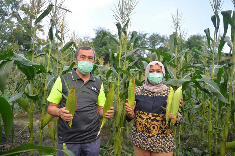 Gubri dan Istri Bagikan Hasil Panen ke Panti Asuhan, Pesantren dan Masyarakat