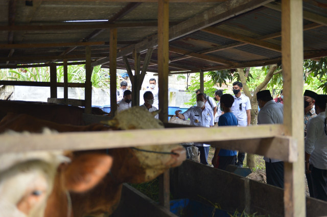 Gubri Syamsuar : Bantu Peternak, Pemprov Riau Subsidi Asuransi Sapi dan Kerbau