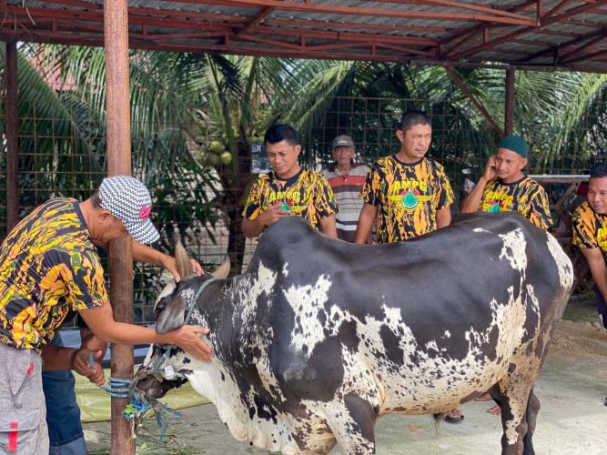 Potong 3 Ekor Sapi, Ketua AMPG Riau Ajak Tingkatkan Kepekaan Sosial